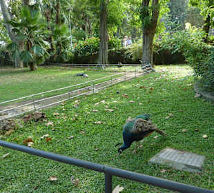 Blauer Pfau unterwegs 