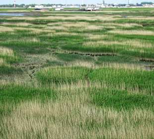 Tidepolder der Luneplate