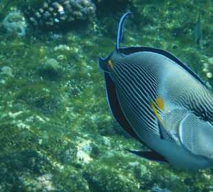 Schnorcheln Hausriff Tulip Resort Marsa Alam 