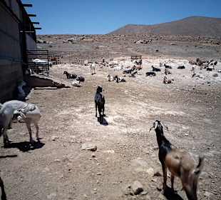 Ziegenfarm Finca Pepe