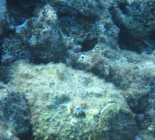 Hausriff Arabia Azur Resort