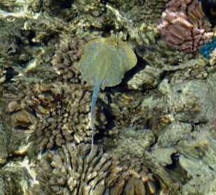 Schnorcheln Marsa Alam