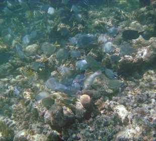Unterwasser beim Strand am Hotel