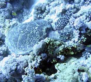 Nurkowanie w Sharm el Sheikh - podwodne życie