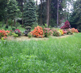 Rhododendron in voller Blüte