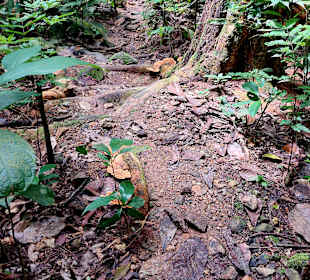 Parque Natural Obô do Príncipe