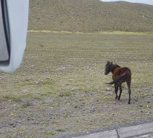 Wilde Pfede auf dem Weg zur Lagune