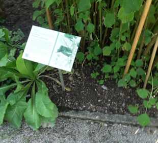 Botanischer Garten München