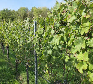 Im Oktober in den Weinbergen von Sommerach