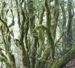 Nationalpark Garajonay Regenwald
