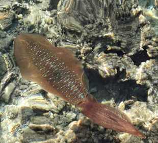 Schnorcheln Makadi Bay