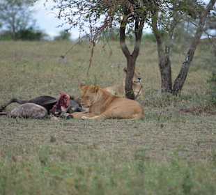 100 Meter weiter, warten schon die Geier