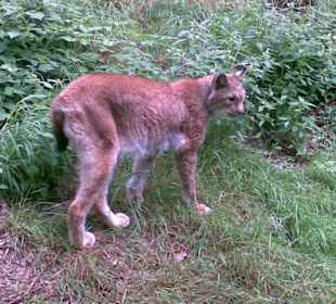 Hochwildschutzpark: Luchs