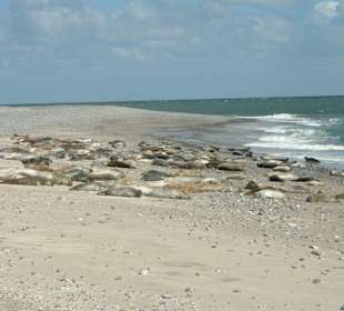 Seehunde auf der Helgoländer Düne