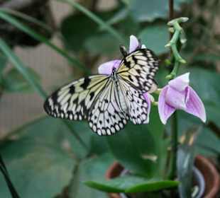 Heller Falter auf einer Phalenopsis