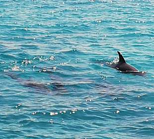 Delfin Tour Makadi Bay