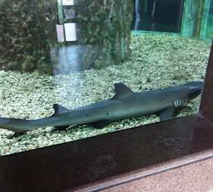 Stadtrundfahrt Aquarium