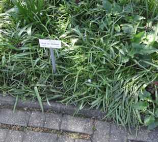 Rosengarten Zweibrücken