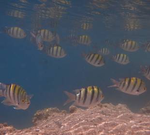 Fischschwarm am Hausriff