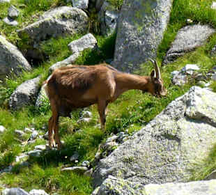 Besuch am Weg