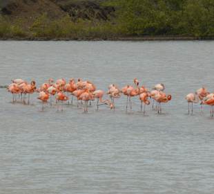 Flamingos