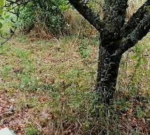 Schaugarten Eninger Weide