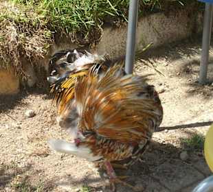 Isparta Gökçay Park