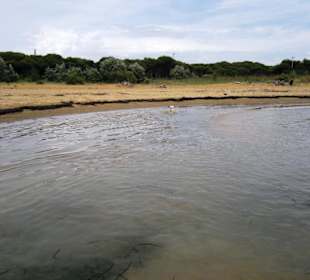 Strand Bibione 06_2011