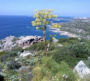 Strada panoramica dall'Isola di La Maddalena