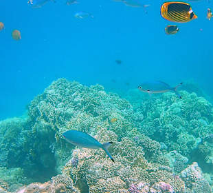 Schnorcheln Marsa Alam
