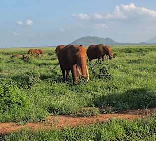 Tsavo