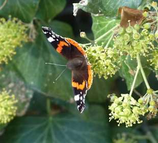 Im Altstadtpark von Sirmione