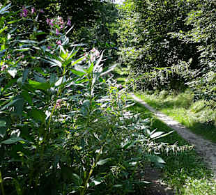 Wandern Obermühl an der Donau