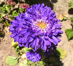 Dahlie