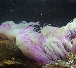 Anemonen