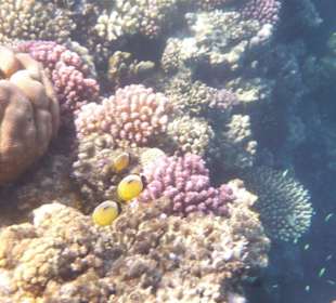 Korallen am Hausriff