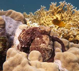 Oktopus am Hotel Utopia Beach Club