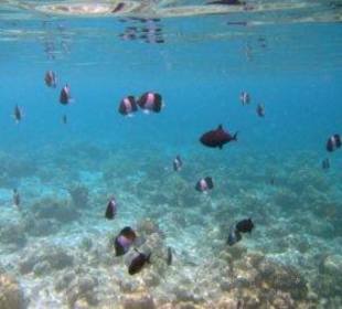 Hausriff Filitheyo Island