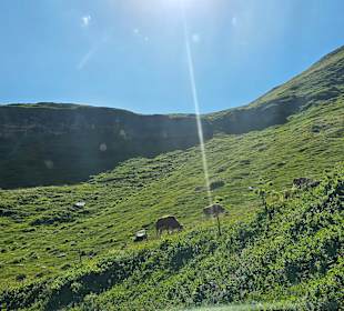 Unterhalb noch die Kühe