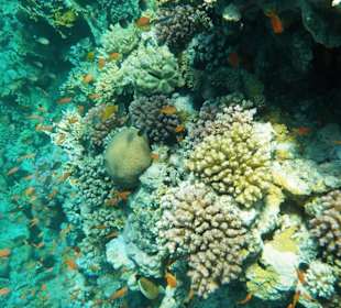 Schnorcheln Soma Bay