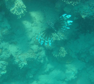 Indischer Rotfeuerfisch