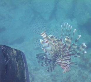 Der Rotfeuerfisch in voller Pracht!