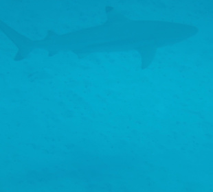 Riff-Hai am Hotel-Riff 