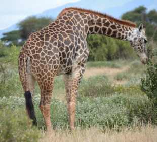 Giraffe