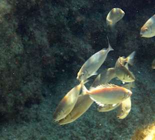 Šnorchlování v oblasti Kalithea