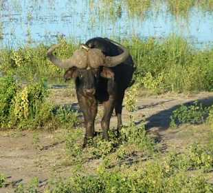 Büffel auf dem Chobe