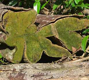 Querschnitt durch den Stamm eines Mammutbaumes