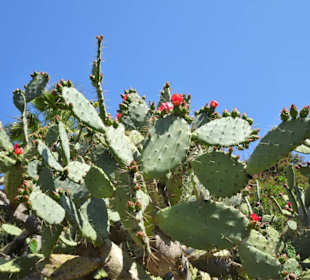Impressionen aus dem Botanischen Garten Cagliari