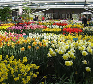 Keukenhof