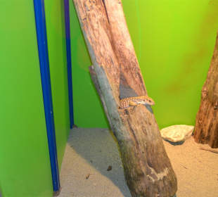 Aquarium/Terrarium Umag